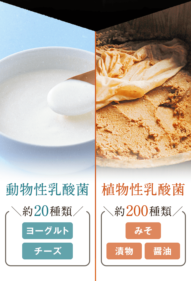 動物性乳酸菌：約20種類(ヨーグルト・チーズ) 植物性乳酸菌：約200種類(みそ・漬物・醤油)